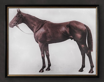 1928 ROYAL ASCOT, THOROUGHBRED Print, Horse Photo, Equine Decor, Horse Art, Equestrian Art, Millwell