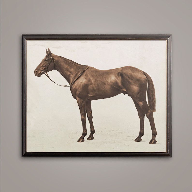 LORD DENVER THOROUGHBRED Print Vintage Sepia 1928 Royal Ascot Horse Print Vintage Equestrian Vintage Horse Tradition Horse Art image 1