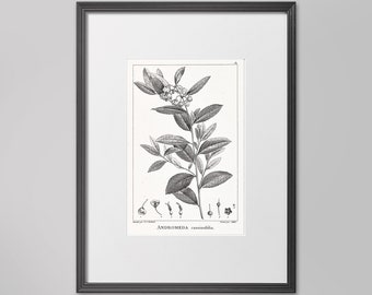18TH C FRENCH BOTANICAL Illustration #3 - Vintage Botany - Plant Print - Flower Poster - Flower Art -  Botanical Garden - Plant Illustration
