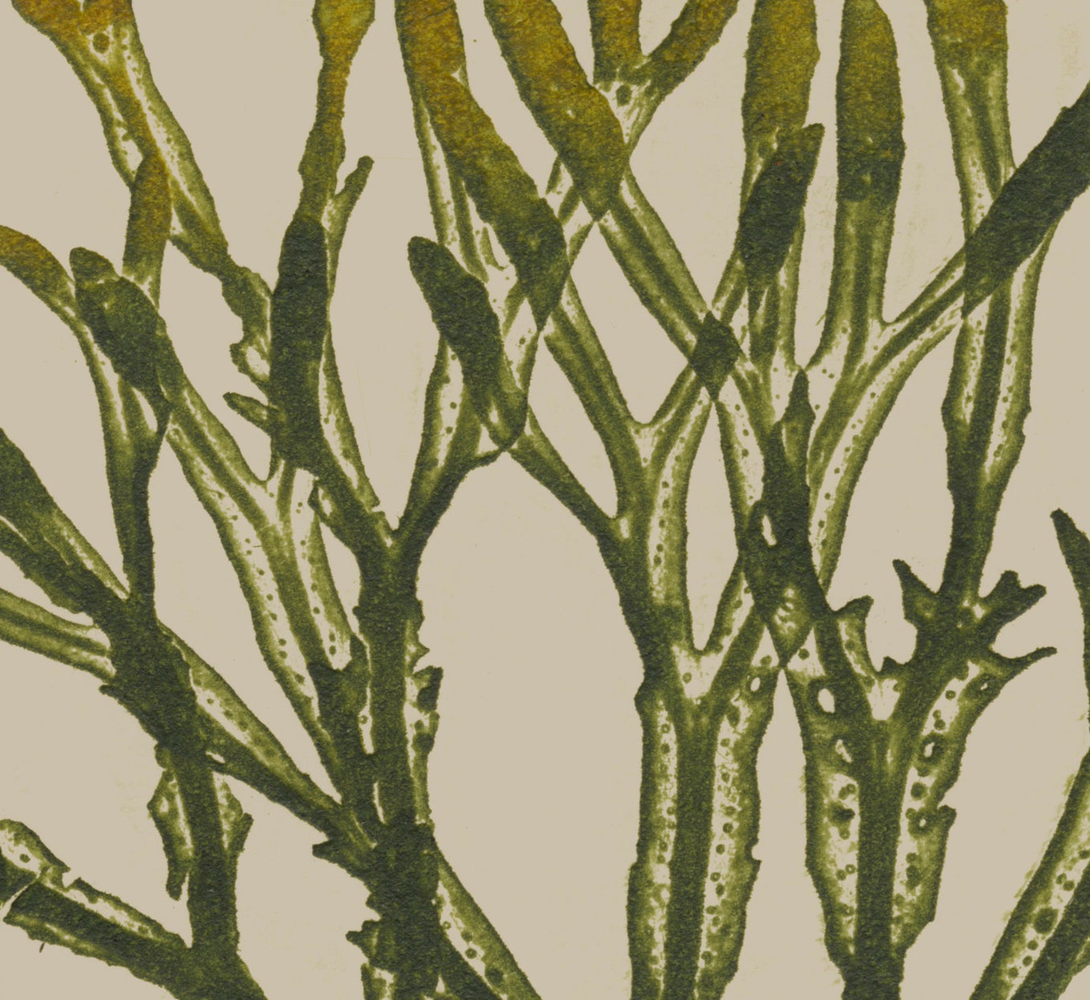 SEAWEED ART 1859 BOTANICAL Seaweed Art 13 Color Vintage Etsy