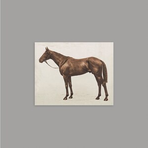 LORD DENVER THOROUGHBRED Print Vintage Sepia 1928 Royal Ascot Horse Print Vintage Equestrian Vintage Horse Tradition Horse Art image 2