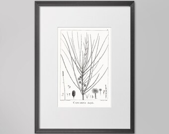 Pode incluir: Ilustração botânica em preto e branco de uma árvore Casuarina distyla. A ilustração mostra os ramos, as folhas e os cones da árvore. O texto "Casuarina distyla" está impresso abaixo da ilustração.