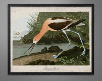 American Avocet Print | John James Audubon, Vintage Bird Art
