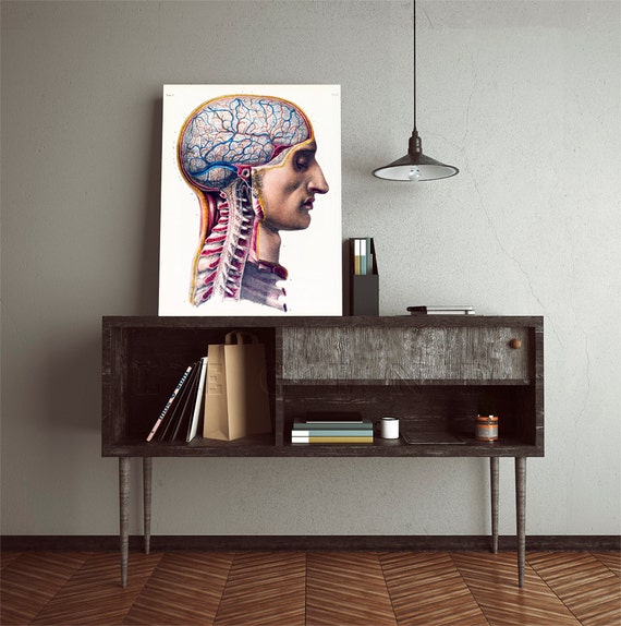Human Anatomy Scientific Illustration Brain Anatomy Human Biology Diagrams