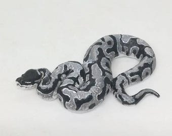Handmade Ball Python “Axanhtic” Morph Resin Model.