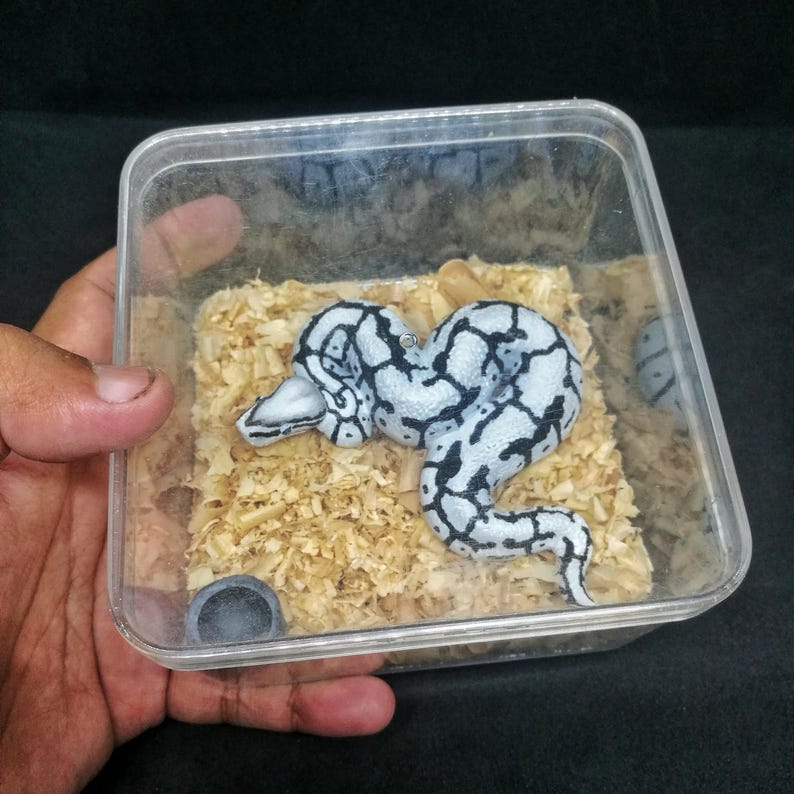 May include: A Ball Python snake with a black and white pattern rests in a clear plastic container filled with wood shavings. The snake is coiled, and a small, gray hide is visible in the corner of the container.