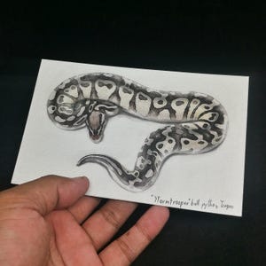 May include: A watercolor painting of a Stormtrooper ball python. The snake is depicted in shades of gray and white with a detailed pattern. The artwork is on a white paper, held by a hand, against a black background.