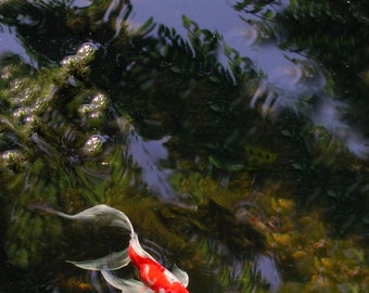 Koi reflections
