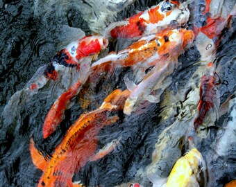 koi frenzie