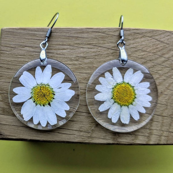 Real dried flower daisy earrings set in resin. Stainless steel or Sterling silver hooks.