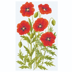 Könnte beinhalten: Ein Strauß roter Mohnblumen mit grünen Stielen und Blättern vor weißem Hintergrund.