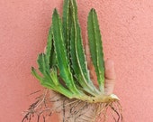 Stapelia Gigantea - Starfish Plant - Carrion Plant - Zulu Giant - Giant Toad Plant