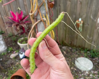 Selenicereus Grandiflorus CUTTINGS (Queen of the Night)