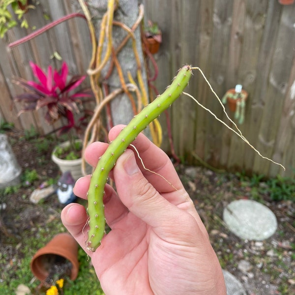 Selenicereus Grandiflorus CUTTINGS (Queen of the Night)