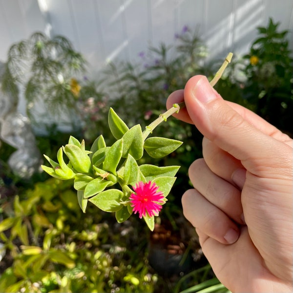 Baby Sun Rose CUTTINGS (aka Red Aptenia Cordifolia, Heartleaf Ice Plant, Dew Plant, Mesembryanthemum Cordifolium)