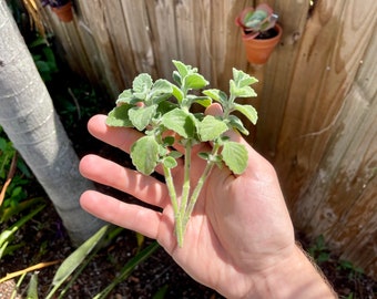 Vicks Plant CUTTINGS (aka Plectranthus Tomentosa, Succulent Coleus, Green Velvet)