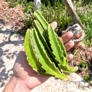 Stapelia Gigantea CUTTINGS (Starfish Plant)