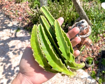 Stapelia Gigantea CUTTINGS (Starfish Plant)