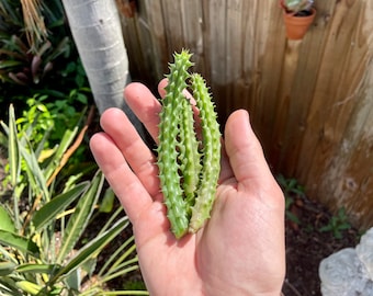 Red Dragon Flower CUTTINGS (aka Huernia Schneideriana)