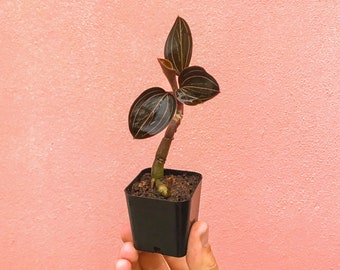 Black Jewel Orchid CUTTINGS (Ludisia Discolor)