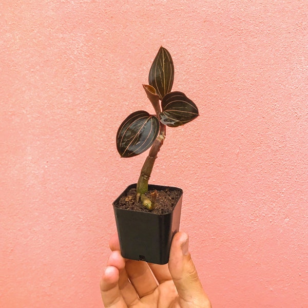 Black Jewel Orchid CUTTINGS (Ludisia Discolor)