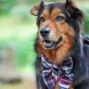 TORONTO Plaid Dog Bow Collar // Take A Bow Handmade Bowtie, Sailor Bow Dog Collar, Plaid Puppy Bowtie Collar, Red Plaid Bowtie Collar image 2