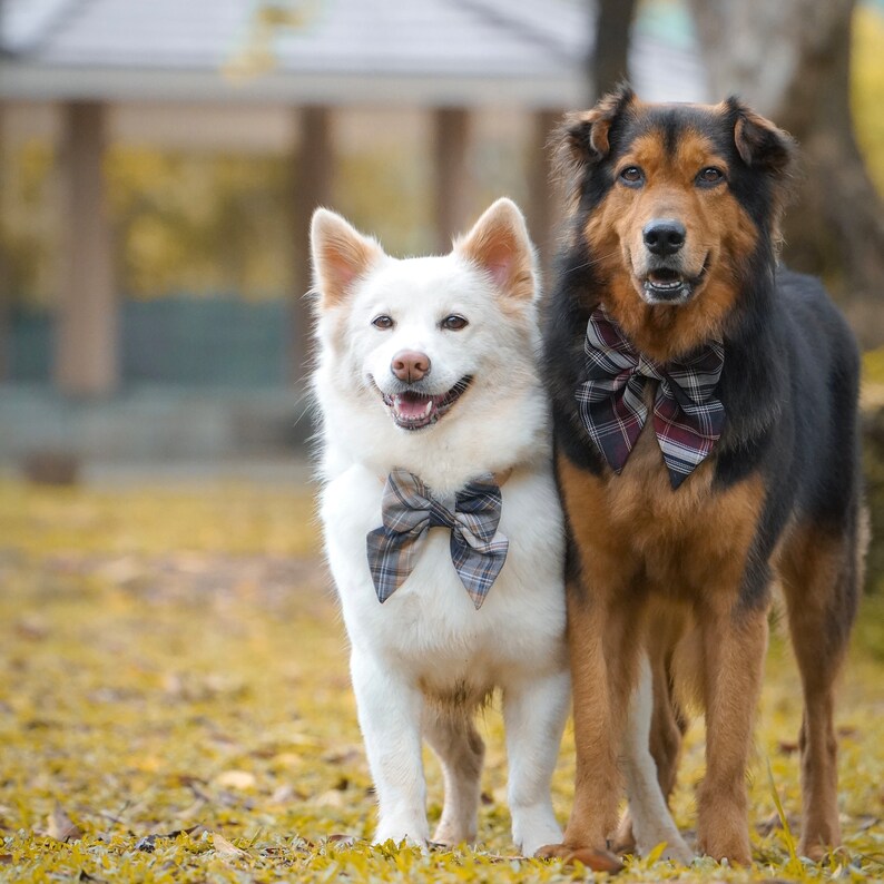 TORONTO Plaid Dog Bow Collar // Take A Bow Handmade Bowtie, Sailor Bow Dog Collar, Plaid Puppy Bowtie Collar, Red Plaid Bowtie Collar image 9