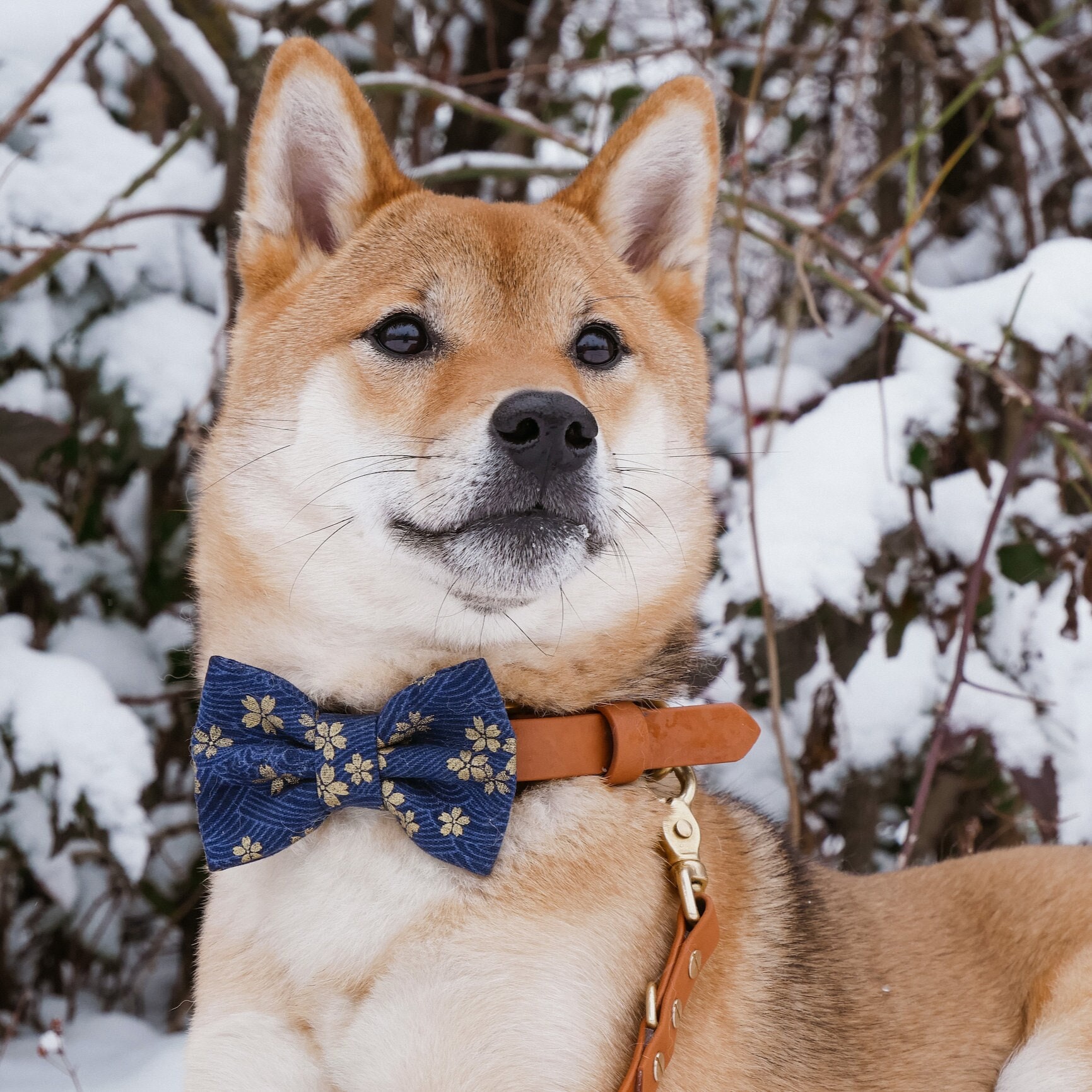 KIMONO BLUE - Japanese Dog Bow // Take A Bow Handmade Bowtie, Sailor Bow, Japanese Dog Bowtie Collar, Cherry Blossoms, Blue and Gold Sakura
