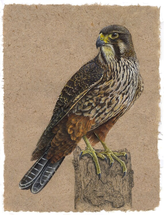 Karearea Iv Nz Falcon