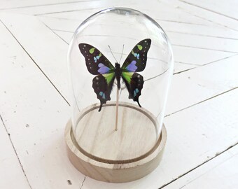 Stolp with Graphium weiskei//verzendbaar in Netherlands!