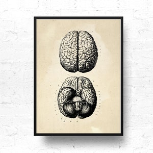 Brain Print, Human Anatomy, Vintage Human Brain, Vintage Print, Medical Art, Black and White Print - DIGITAL PRINT-
