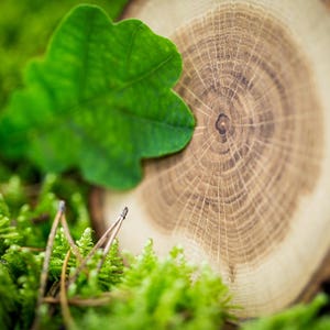 Puede incluir: Primer plano de una secci&oacute;n transversal de tronco de &aacute;rbol con anillos de crecimiento visibles. La madera es de color marr&oacute;n claro y los anillos son de color marr&oacute;n oscuro. Una hoja verde es parcialmente visible en primer plano.