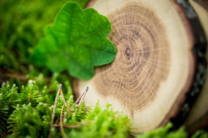 Puede incluir: Primer plano de una secci&oacute;n transversal de tronco de &aacute;rbol con anillos de crecimiento visibles. La madera es de color marr&oacute;n claro y los anillos son de color marr&oacute;n oscuro. Una hoja verde es parcialmente visible en primer plano.
