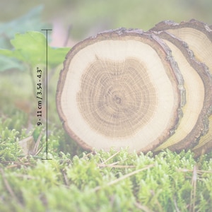 Puede incluir: Tres rodajas de tronco de &aacute;rbol de madera, mostrando el patr&oacute;n de la veta, que descansan sobre un lecho de musgo verde. Las rodajas tienen un di&aacute;metro aproximado de 9-11 cm.