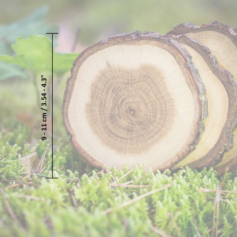 Puede incluir: Tres rodajas de tronco de &aacute;rbol de madera, mostrando el patr&oacute;n de la veta, que descansan sobre un lecho de musgo verde. Las rodajas tienen un di&aacute;metro aproximado de 9-11 cm.