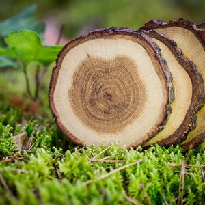 Puede incluir: Primer plano de cuatro rodajas de madera apiladas una encima de la otra. Las rodajas son redondas y tienen un patr&oacute;n natural de veta de madera. La madera es de color marr&oacute;n claro y tiene una superficie lisa. Las rodajas est&aacute;n sobre un lecho de musgo verde.