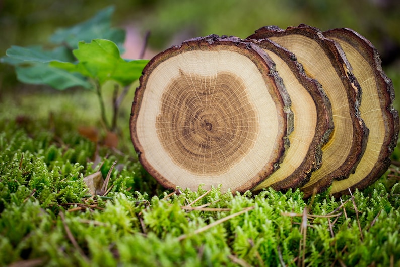 Puede incluir: Primer plano de cuatro rodajas de madera apiladas una encima de la otra. Las rodajas son redondas y tienen un patr&oacute;n natural de veta de madera. La madera es de color marr&oacute;n claro y tiene una superficie lisa. Las rodajas est&aacute;n sobre un lecho de musgo verde.
