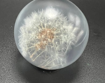 Preserved Dandelion Puff Ball in Resin - F Design