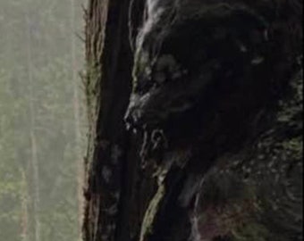 Spirit tree of the swamp