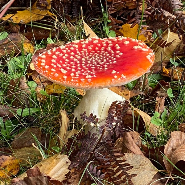 Fly Agaric