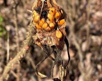Autumn Rose Hip