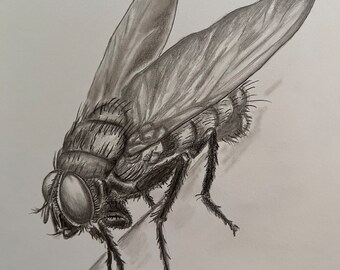 The Fly