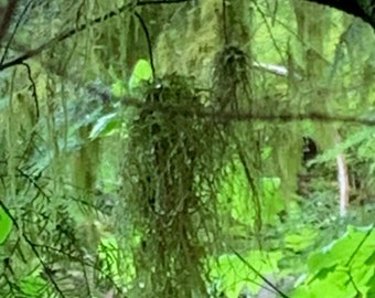 Swamp People