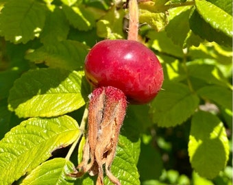Rose hip