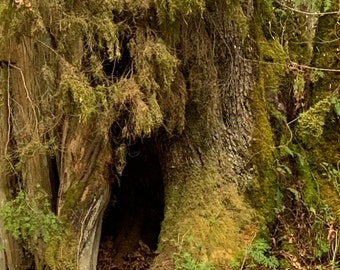 Mossy Castle