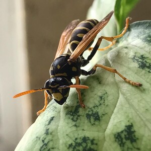 Op de afbeelding: Close-up van een wesp met zwart-gele markeringen, zittend op een groen en wit blad. De vleugels van het insect zijn doorschijnend met bruine aderen. Het blad heeft een gevlekt patroon.