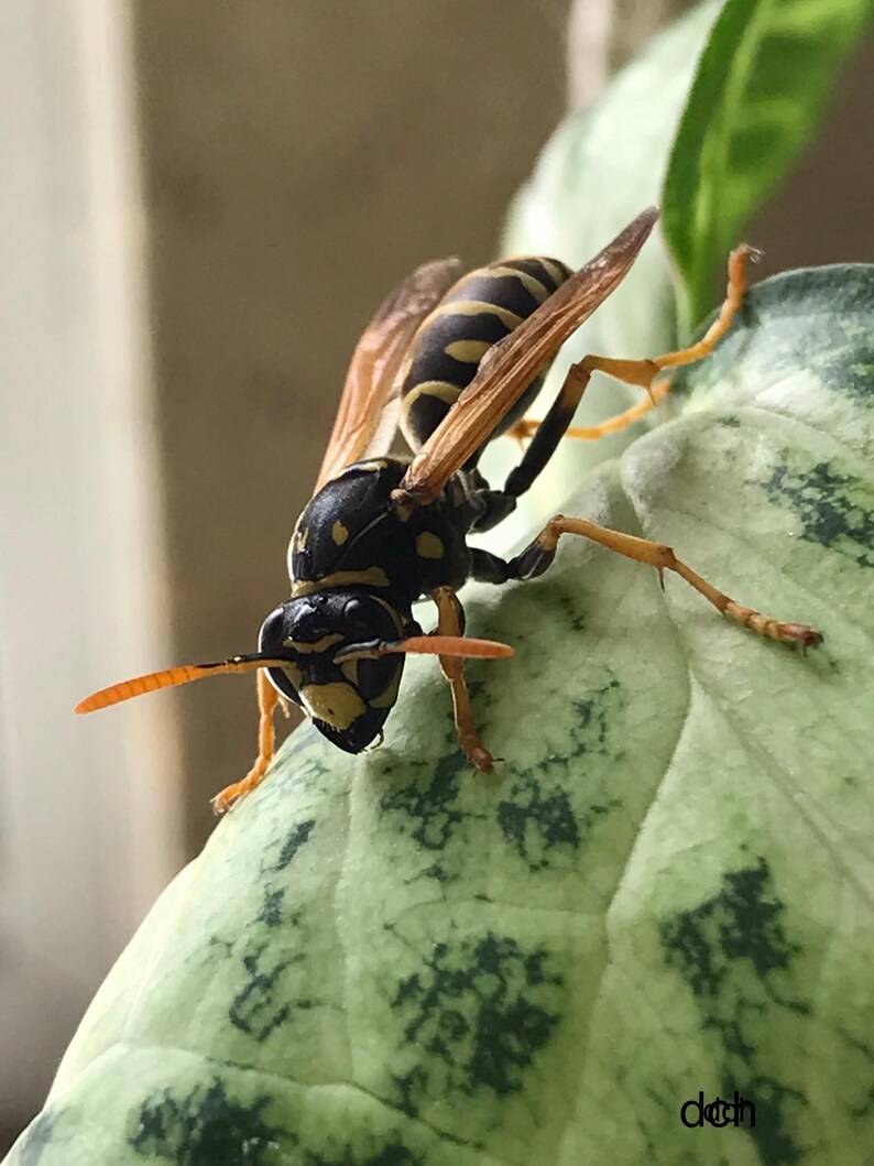 Op de afbeelding: Close-up van een wesp met zwart-gele markeringen, zittend op een groen en wit blad. De vleugels van het insect zijn doorschijnend met bruine aderen. Het blad heeft een gevlekt patroon.