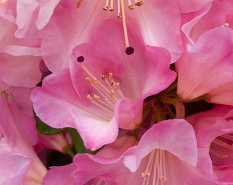 Spring  blush