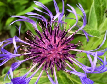 Purple Magic