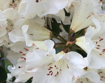 White Magic
